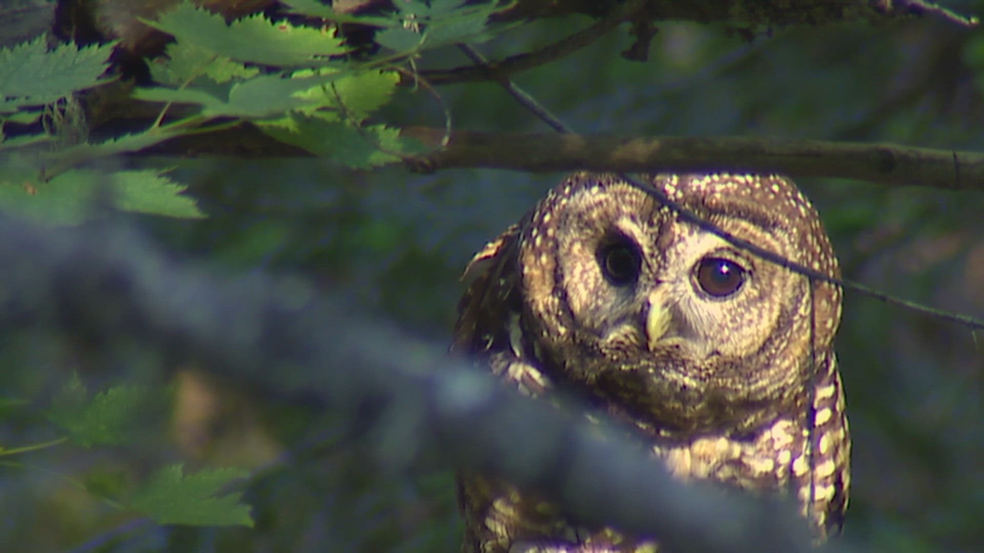 US Fish and Wildlife proposes killing barred owls to save others | krem.com