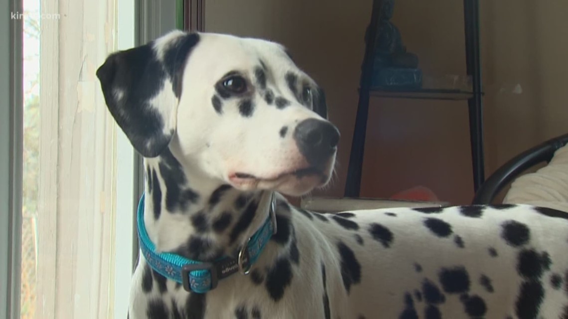 'She's our hero' Dalmatian puppy alerts Pierce County