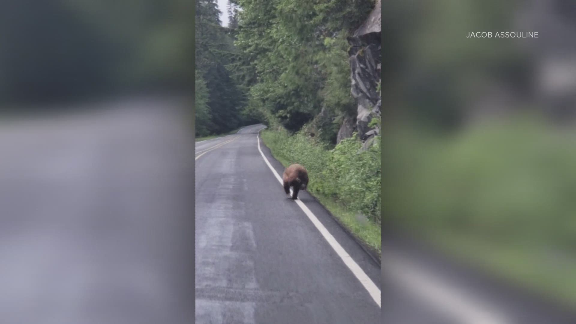 Jacob Assouline and his father captured the video this week while driving along Highway 410 in Mount Rainier National Park.