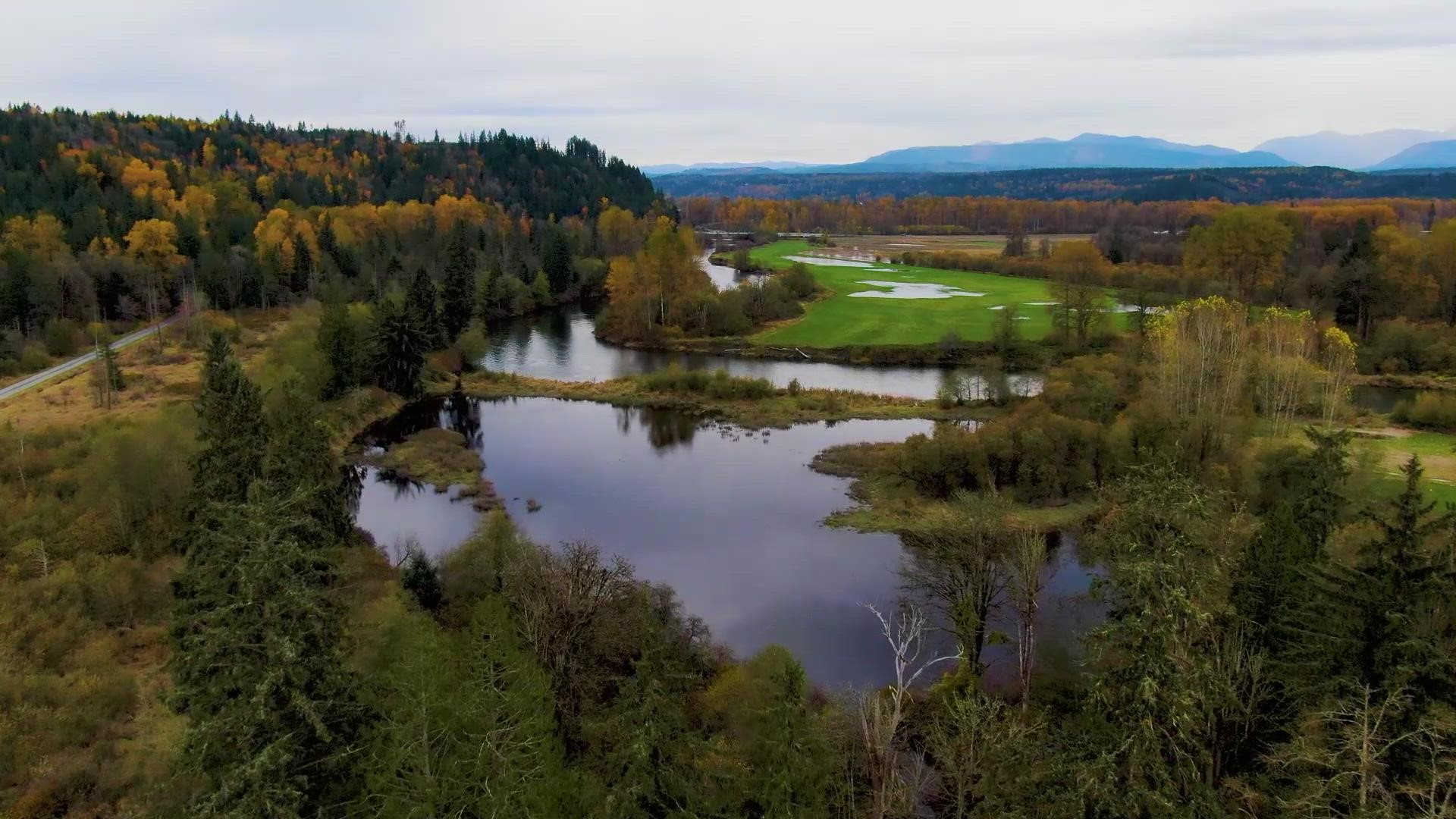 KING 5’s drone “Dexter” flew over Carnation Marsh and Fall City near the Snoqualmie River on Nov. 3, 2021