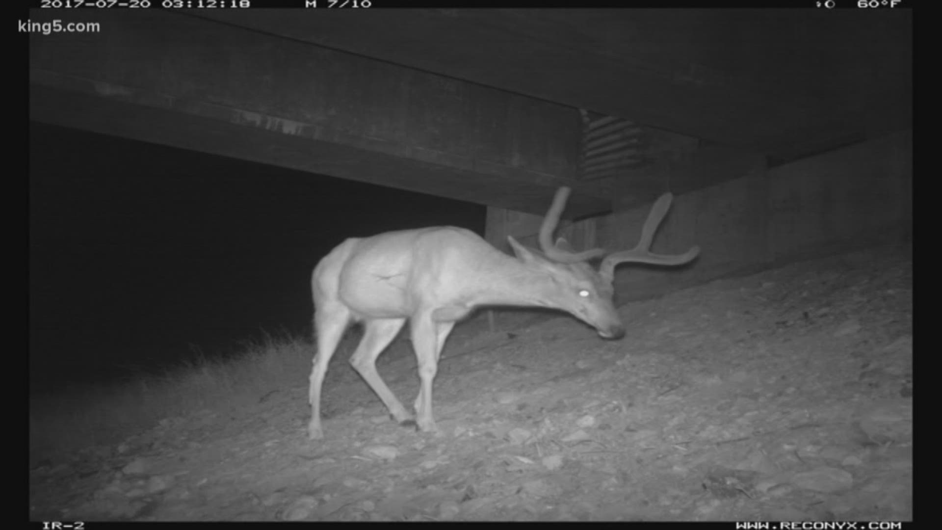 Video monitoring animals show a lot of animals the underpasses at Gold Creek near Snoqualmie Pass. 
