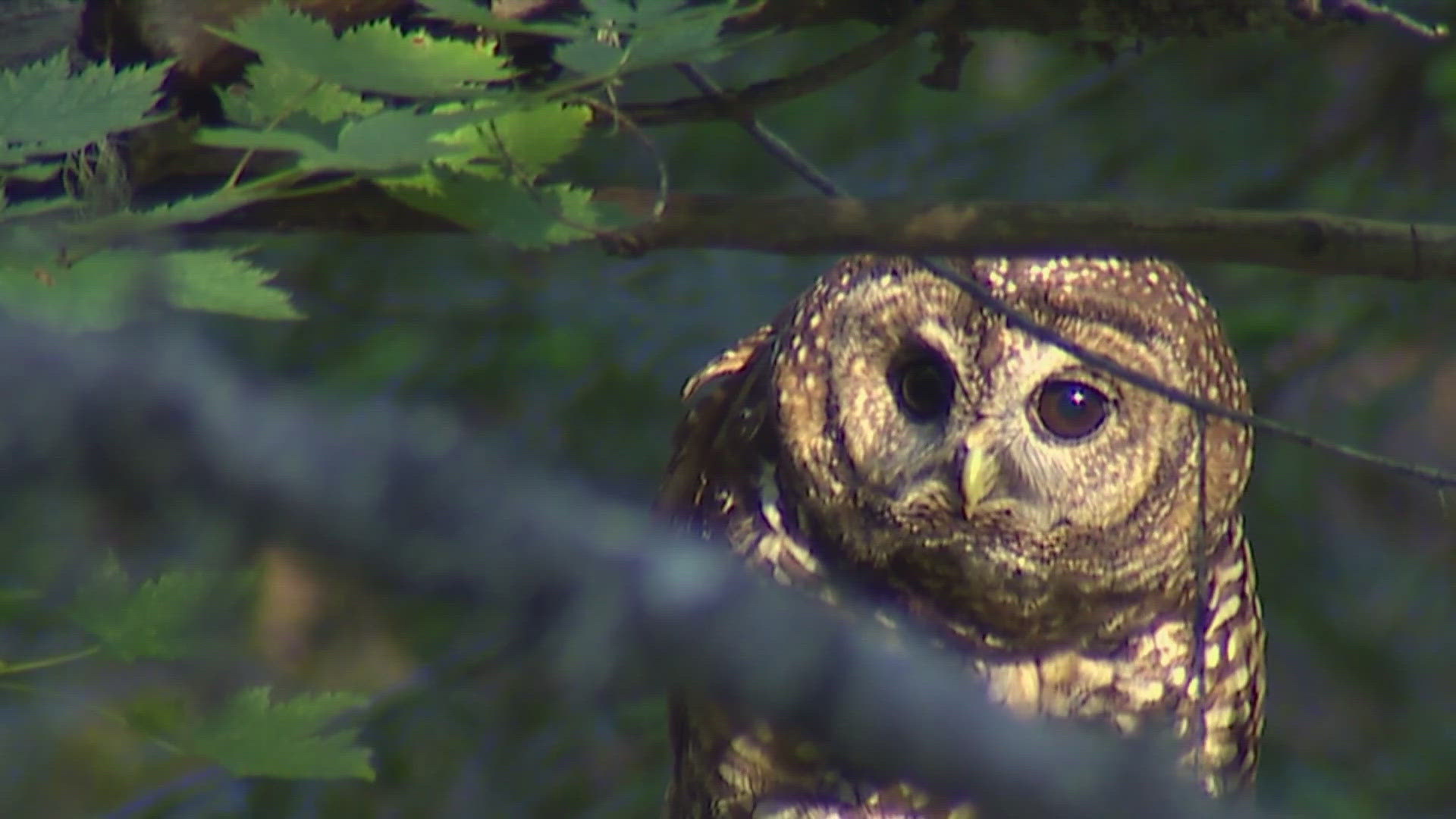 The plan was proposed in an effort to save the endangered Northern spotted owl.