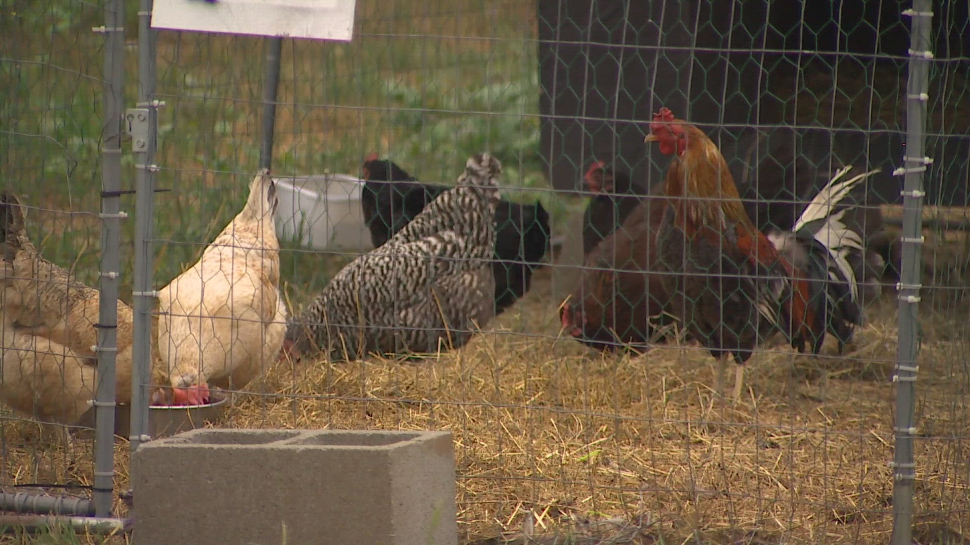 Heartwood Haven took in more than 100 roosters from the illegal operation and is looking to adopt them into loving homes.