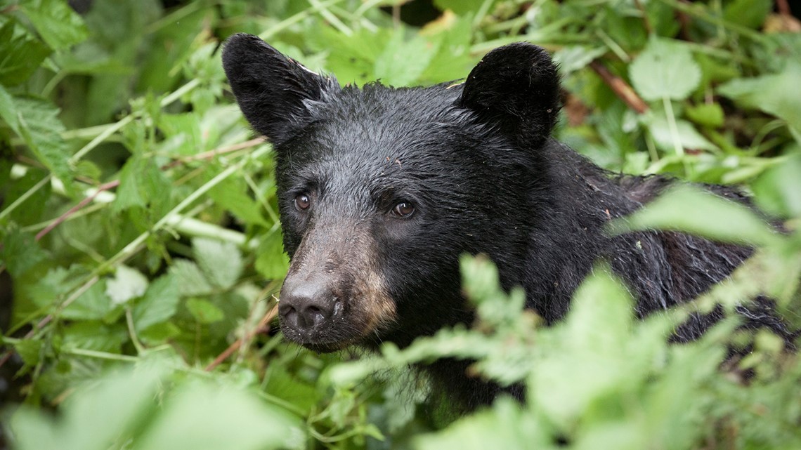 Commission expected to vote on spring bear hunt Saturday - Vimarsana News