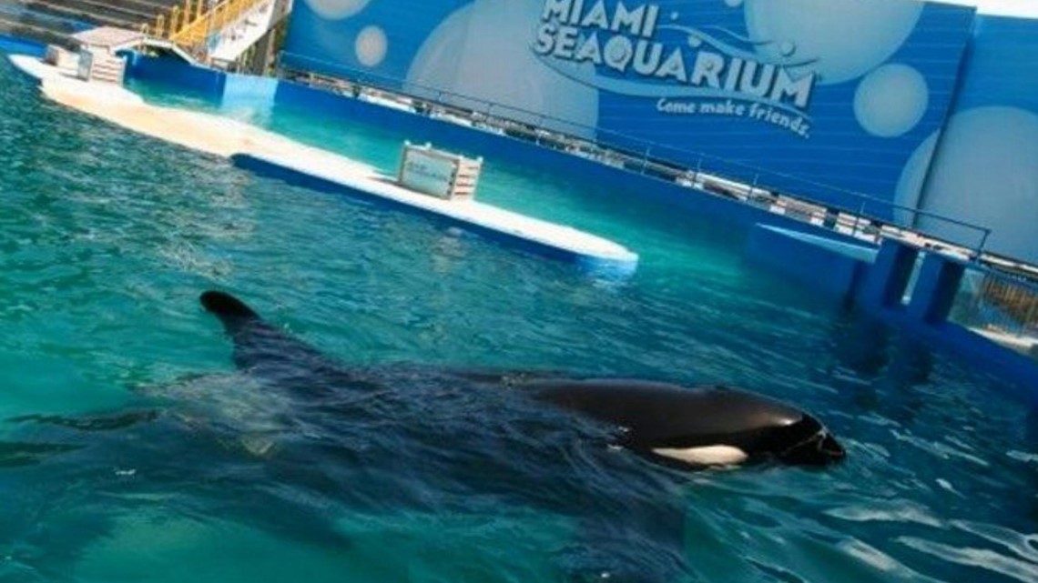 Miami Seaquarium ends shows with aging Puget Sound orca Lolita - Vimarsana News