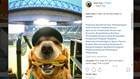 Meet the dog who went viral at Safeco Field