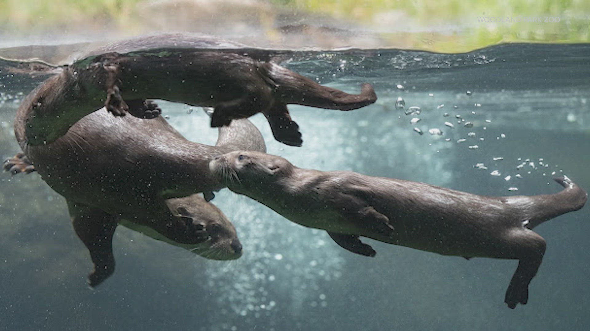 Trout got wedged between a ramp and a platform, and zoo staff couldn't resuscitate him.