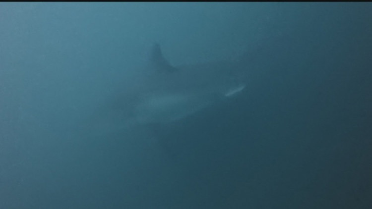 Mature female great white shark tracked in Pacific Northwest waters ...