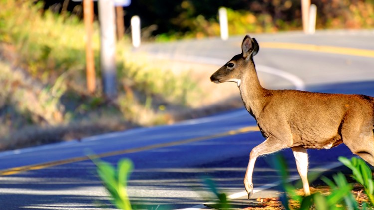 Why there are more deer-car collisions in fall