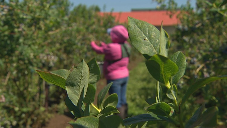 Emergency protections in place for Washington farm workers amid hot temperatures