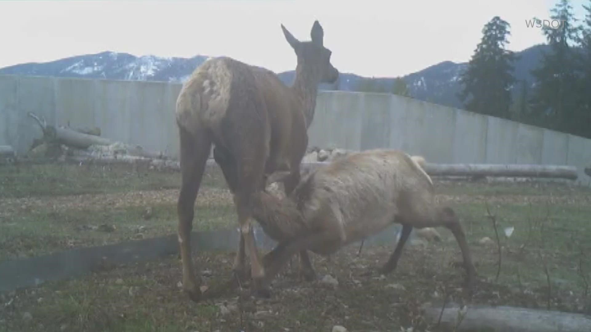 WSDOT released a new video this week showing a herd of 55 elk, a rare sighting of a black bear using the crossing and a nursing elk calf.