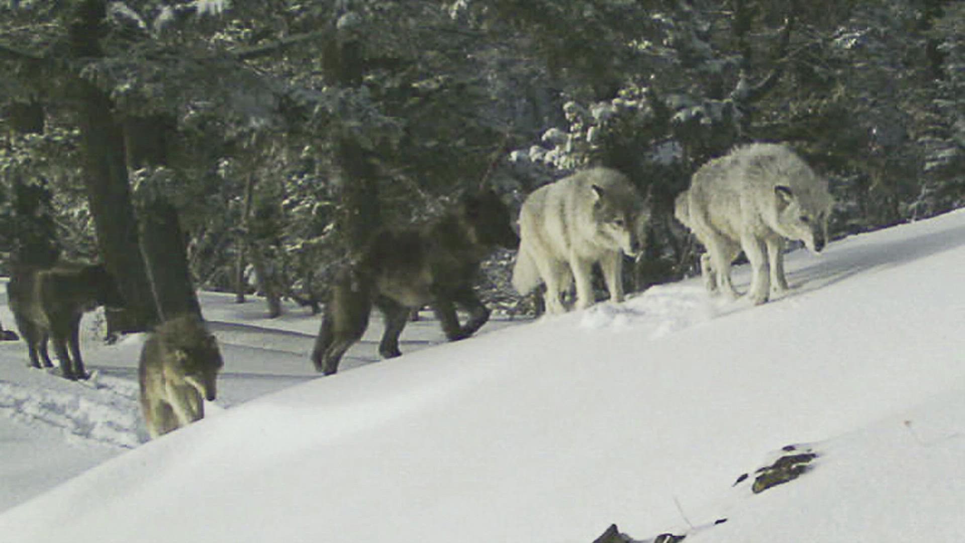 The state's wolf population grew 16% since 2021's count