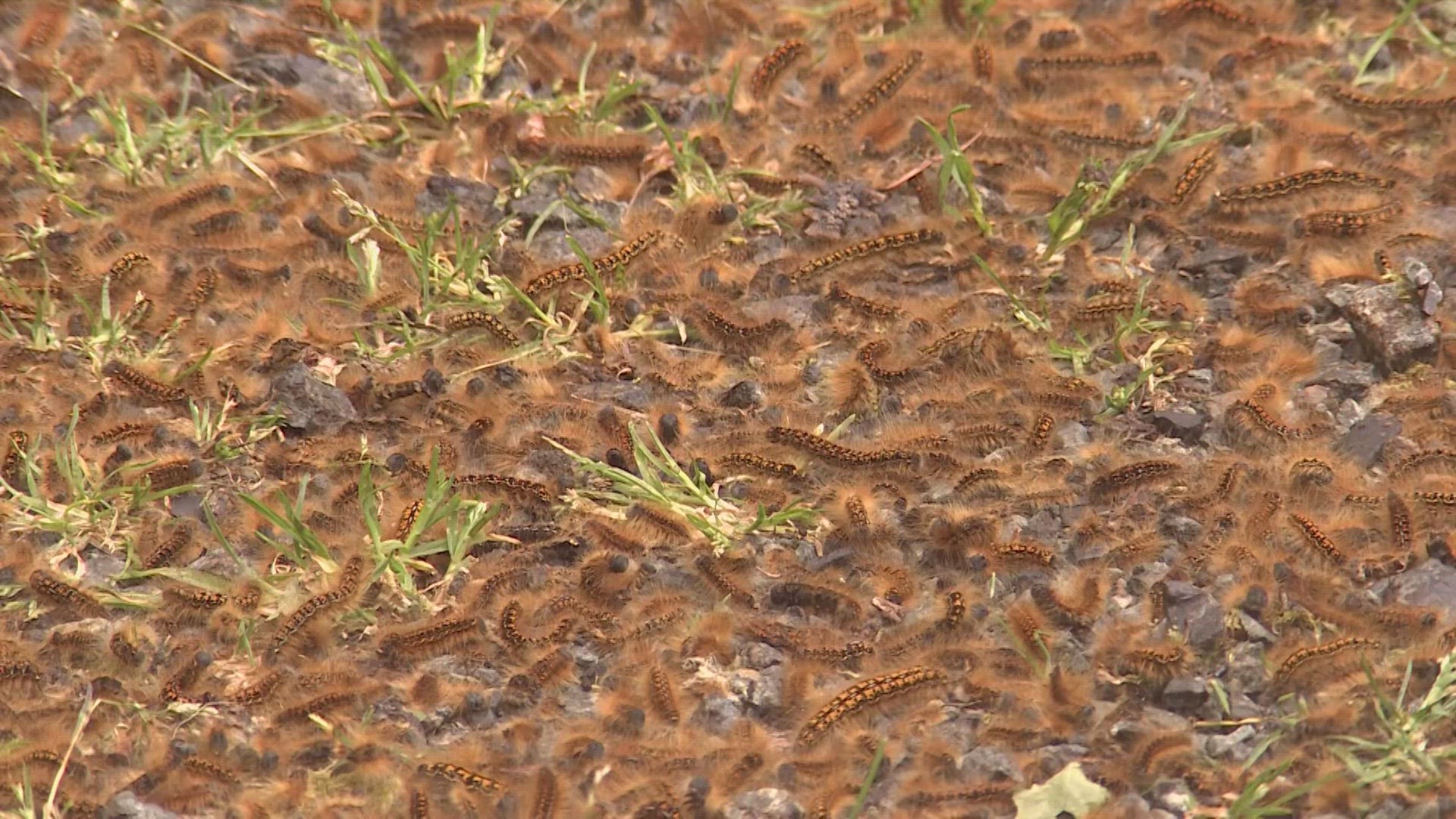 A seven year cycle of the insects is peaking right now, leaving residents scrambling to clear the creepy crawlers.