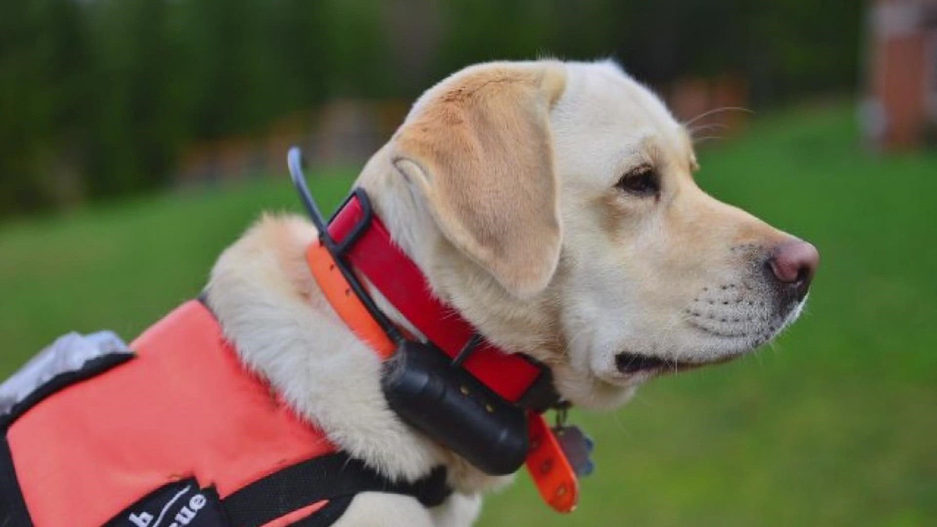 Twelve-year-old labrador Keb has been on 100 missions and made half a dozen finds as a search and rescue dog, specializing in finding human remains.