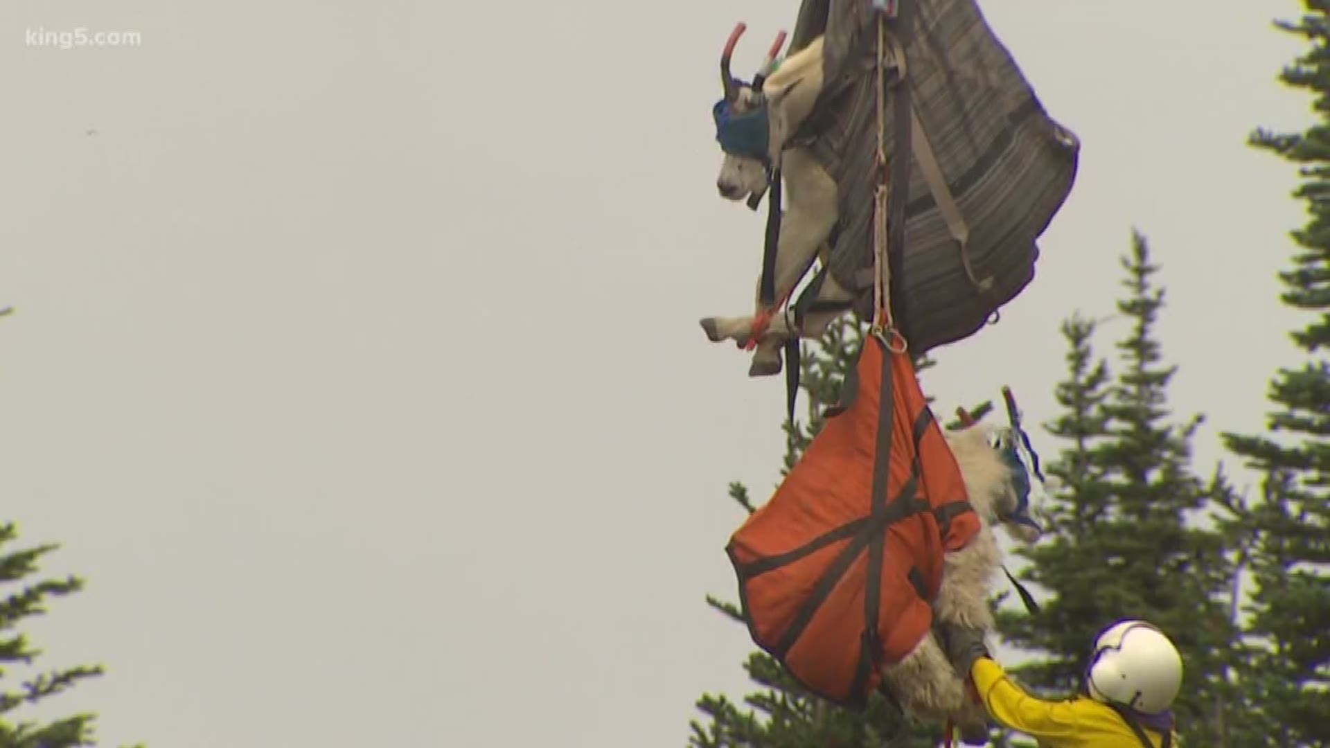 The goats are a non-native species to the Olympic Peninsula and can aggressively follow people on trails.  So for their safety and the safety of park visitors, they are relocated by helicopter.