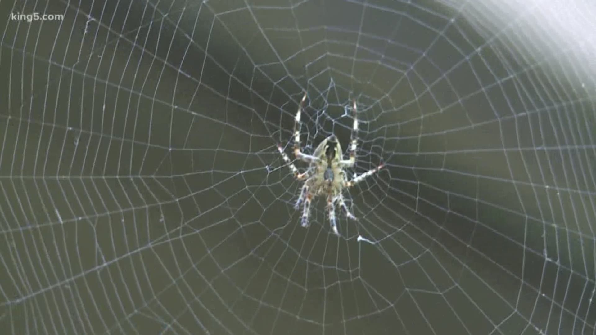 You may notice more spiders in and around your home this time of year and experts say it's totally normal. Those spiders are just looking for a mate.