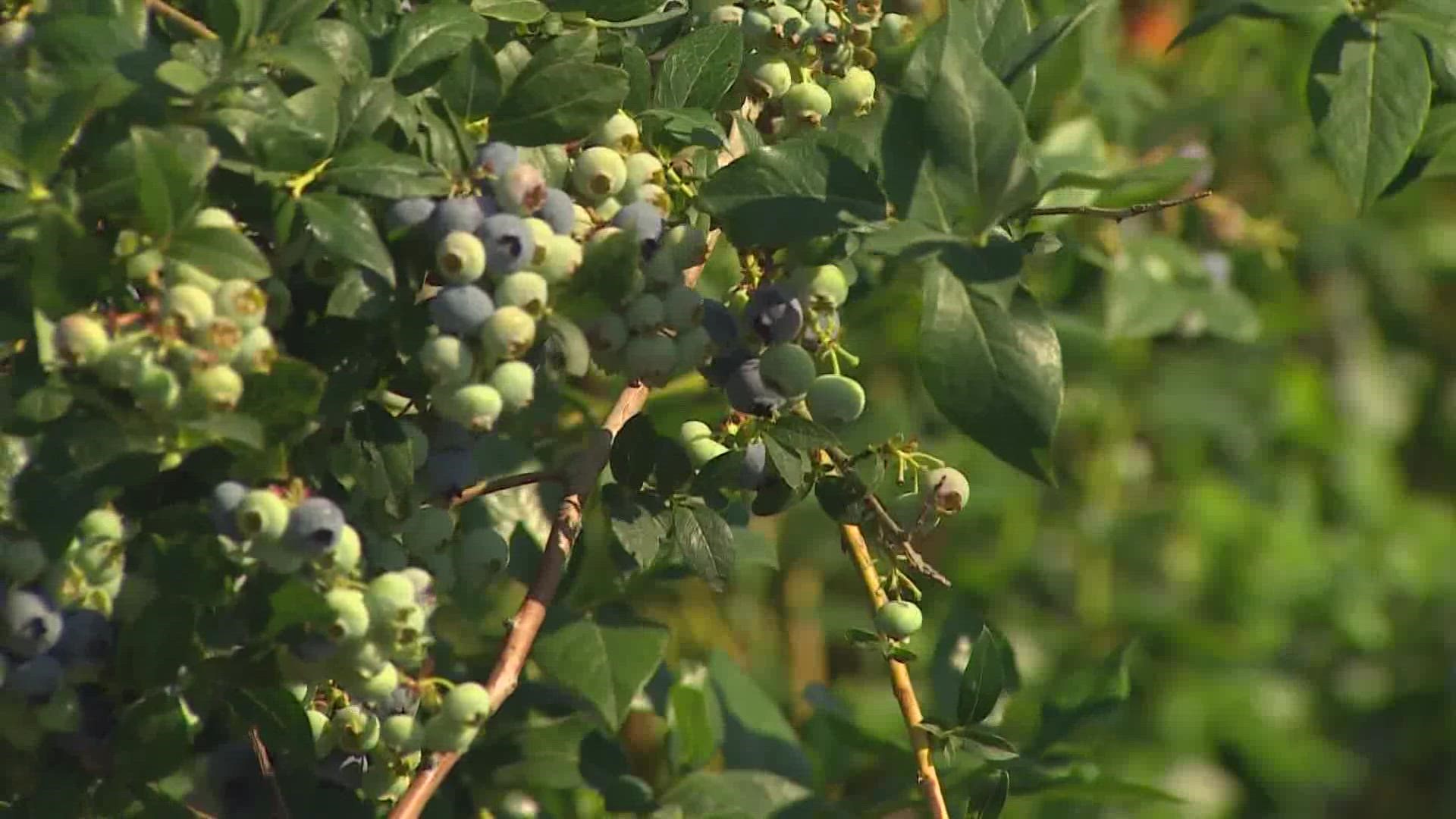 Whether it's extreme heat or unpresented rainfall, farmers in Washington are adjusting techniques to keep crops on track.