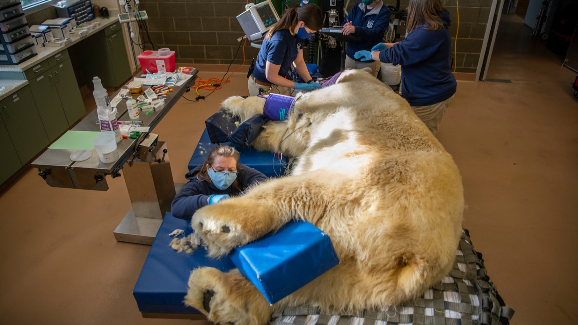 Senior polar bear at Point Defiance Zoo & Aquarium gets clean