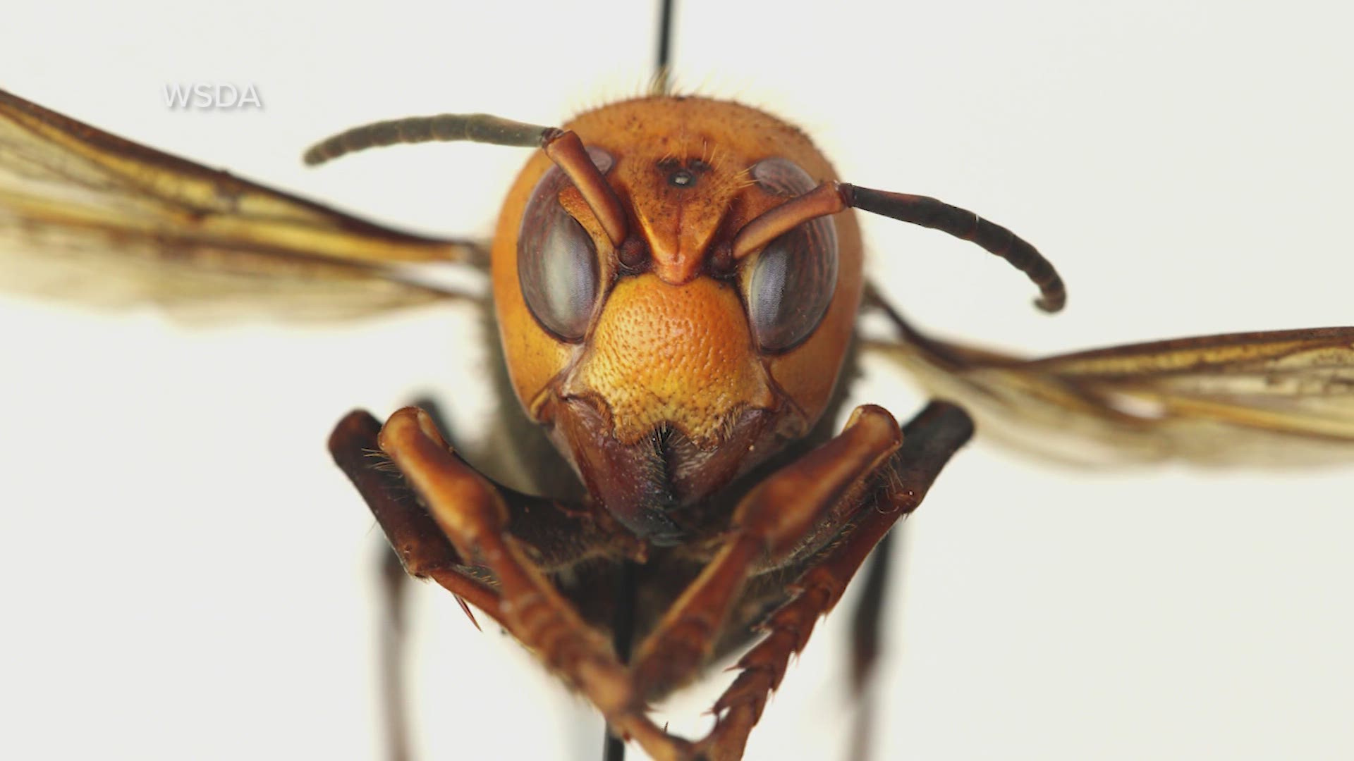 The Asian giant hornet was recently found in Washington and can devastate bee populations. Some people have nicknamed them "murder hornets."