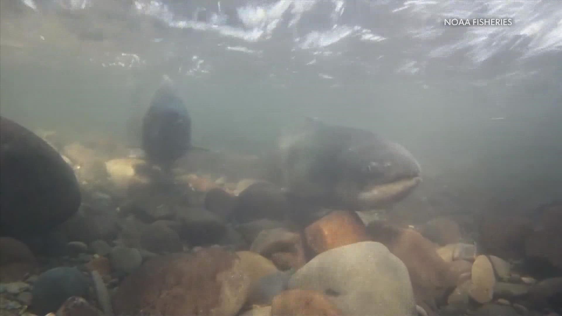 A NOAA Fisheries report says breaching the four lower Snake River dams is an “essential” step to rebuild the salmon and steelhead populations in the Columbia Basin.