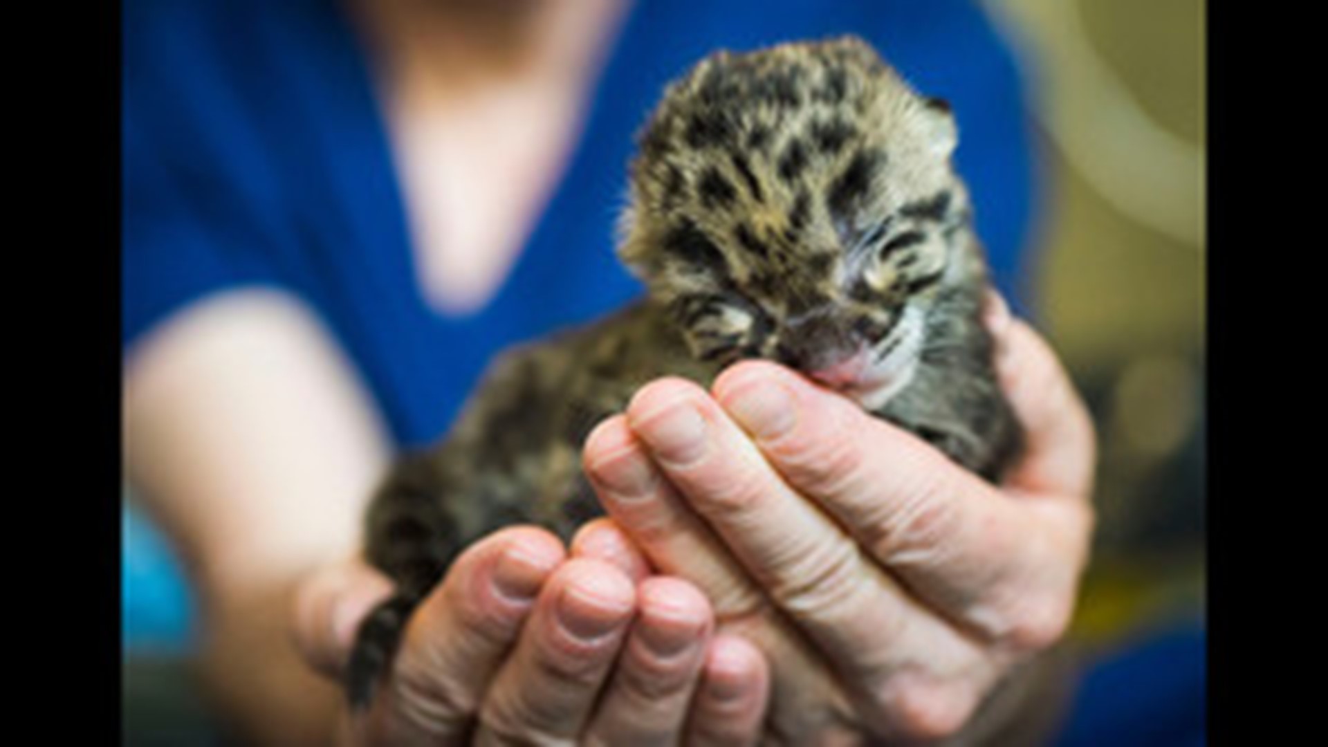 3 endangered clouded leopards born at Point Defiance Zoo | krem.com
