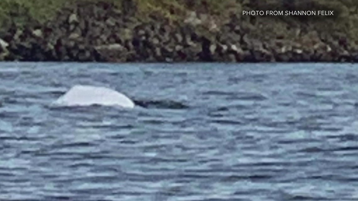 First beluga whale spotted in central Puget Sound since 1940 - Vimarsana News