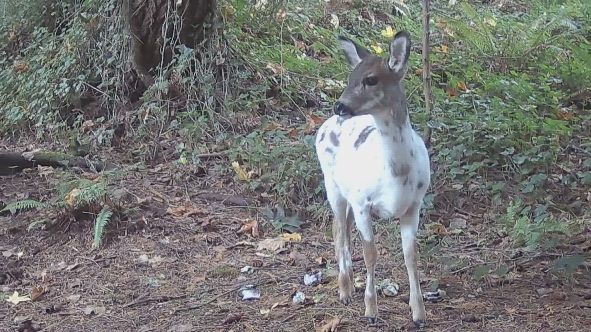 Washington Department of Fish and Wildlife says it appears less than 1% of deer have the recessive trait, causing unique coloring.