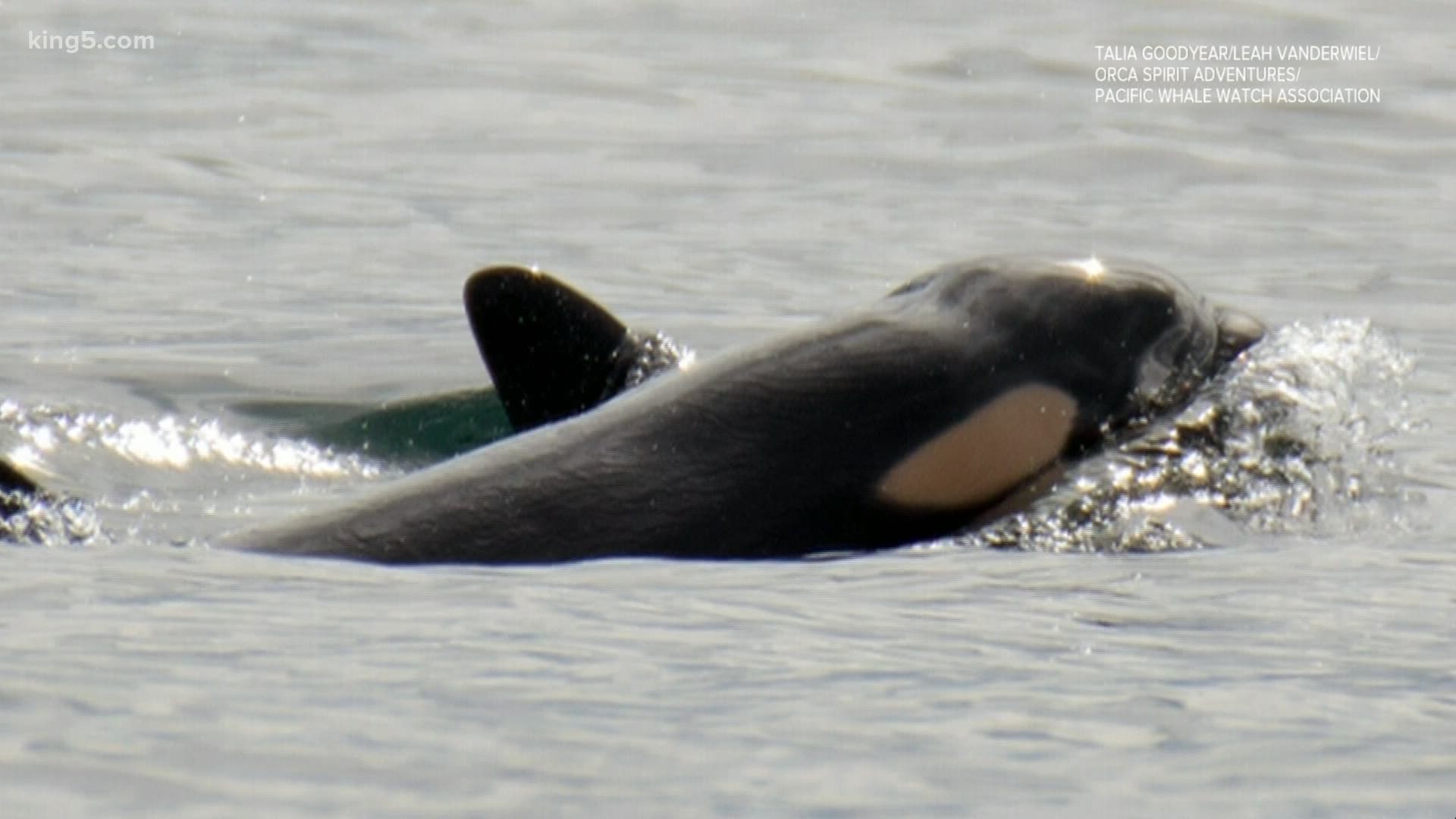 Southern Resident orca Eclipse, or J41, gave birth Thursday afternoon miles off the coast of Victoria, B.C.