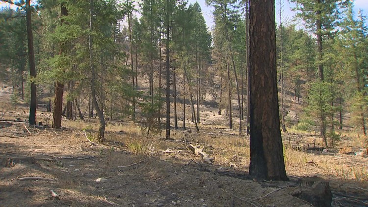 Can a forest survive a wildfire? Washington experts are testing it