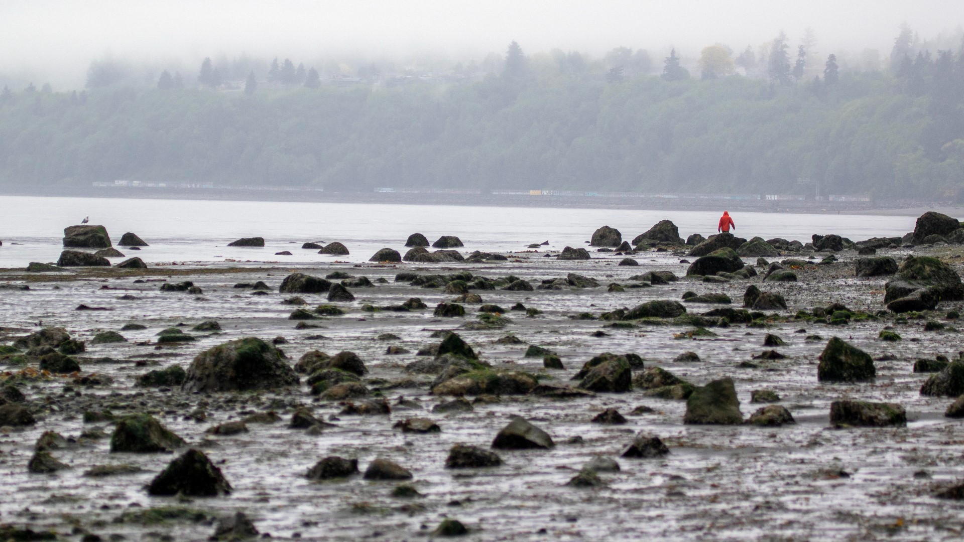 Meteorologist Christopher Nunley explains why western Washington is experiencing very low tides this week.