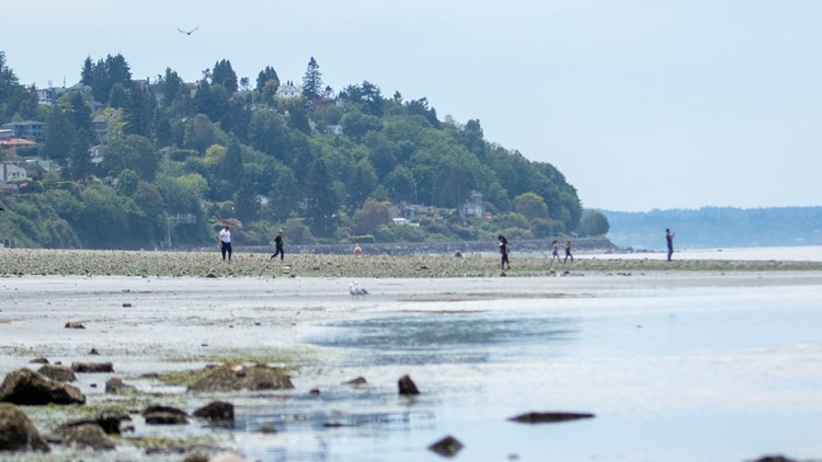 Puget Sound's tide was the lowest it has been in more than a decade