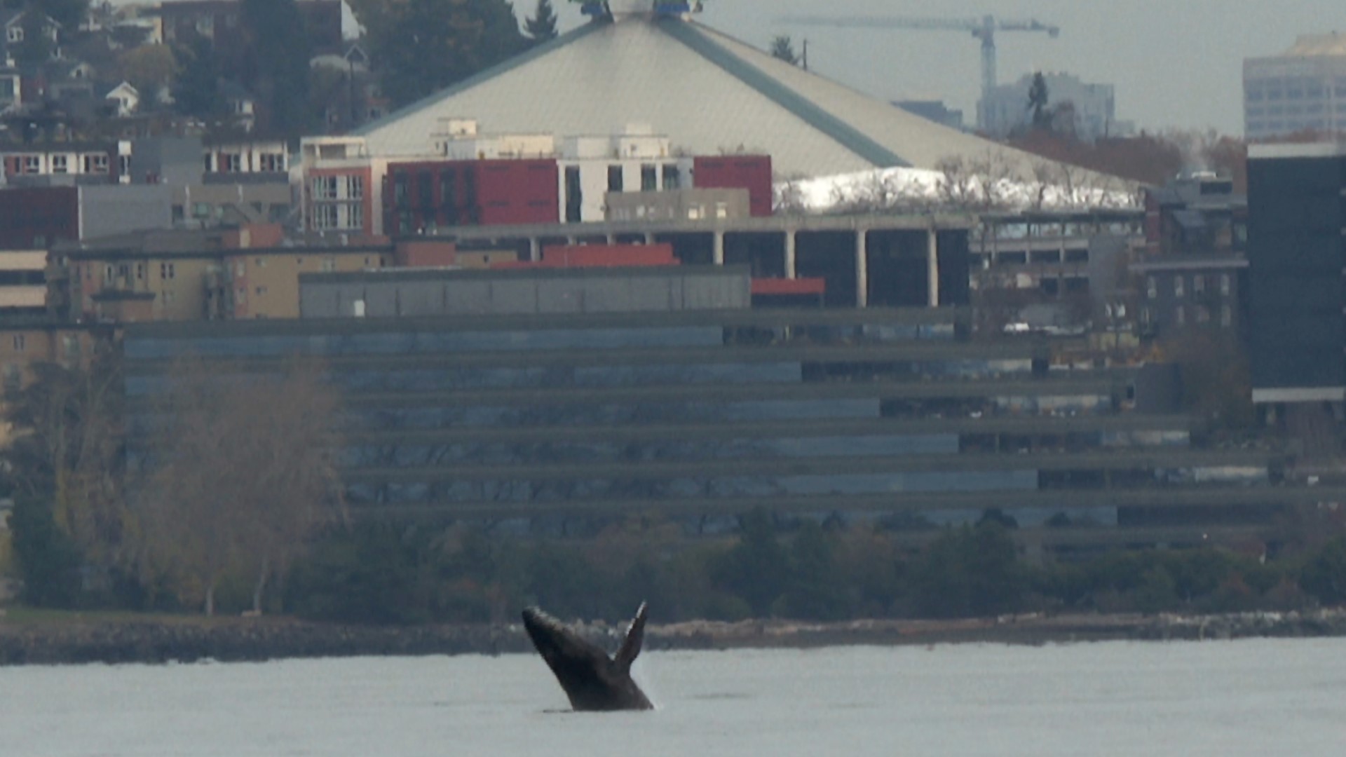 A humpback whale visiting the waters off Seattle dazzled onlookers Thursday morning with several breaches in the bay just beyond the city's downtown area.