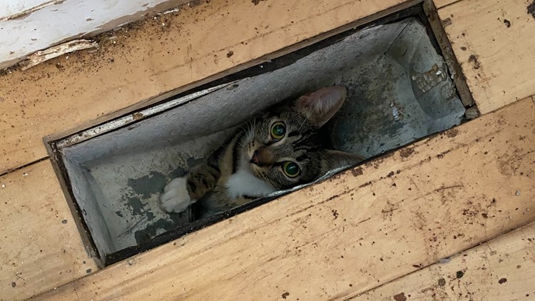 Over 100 cats, kittens rescued from 'horrendous' conditions in Olympia