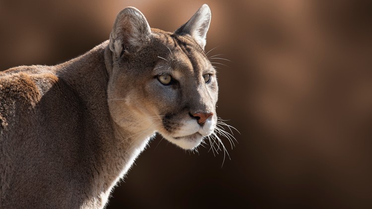 Research shows cougars on the Olympic Peninsula are isolated from other groups in Washington state