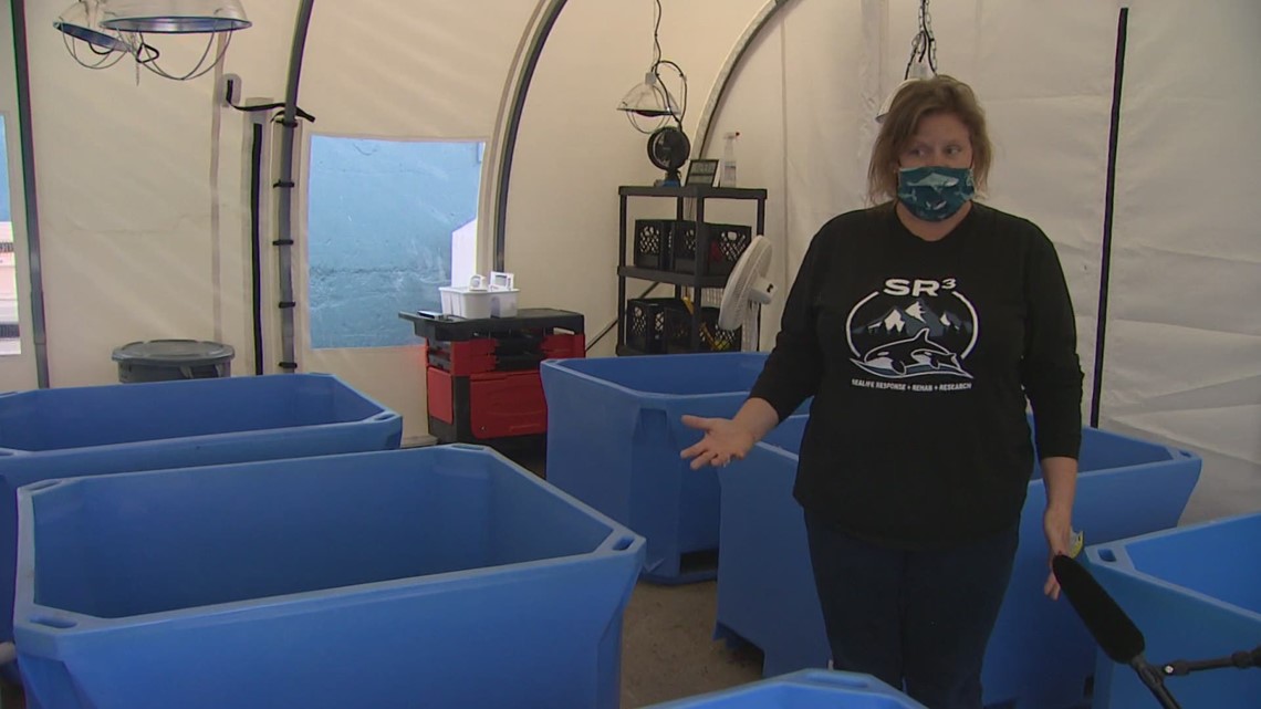 New hospital in Des Moines will treat marine wildlife in the Northwest - Vimarsana News