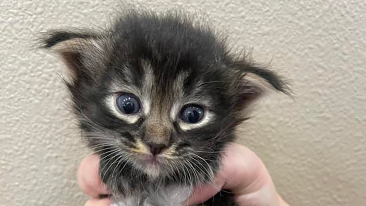 Tacoma Humane Society seeks donations to pay for surgery for maimed kittens