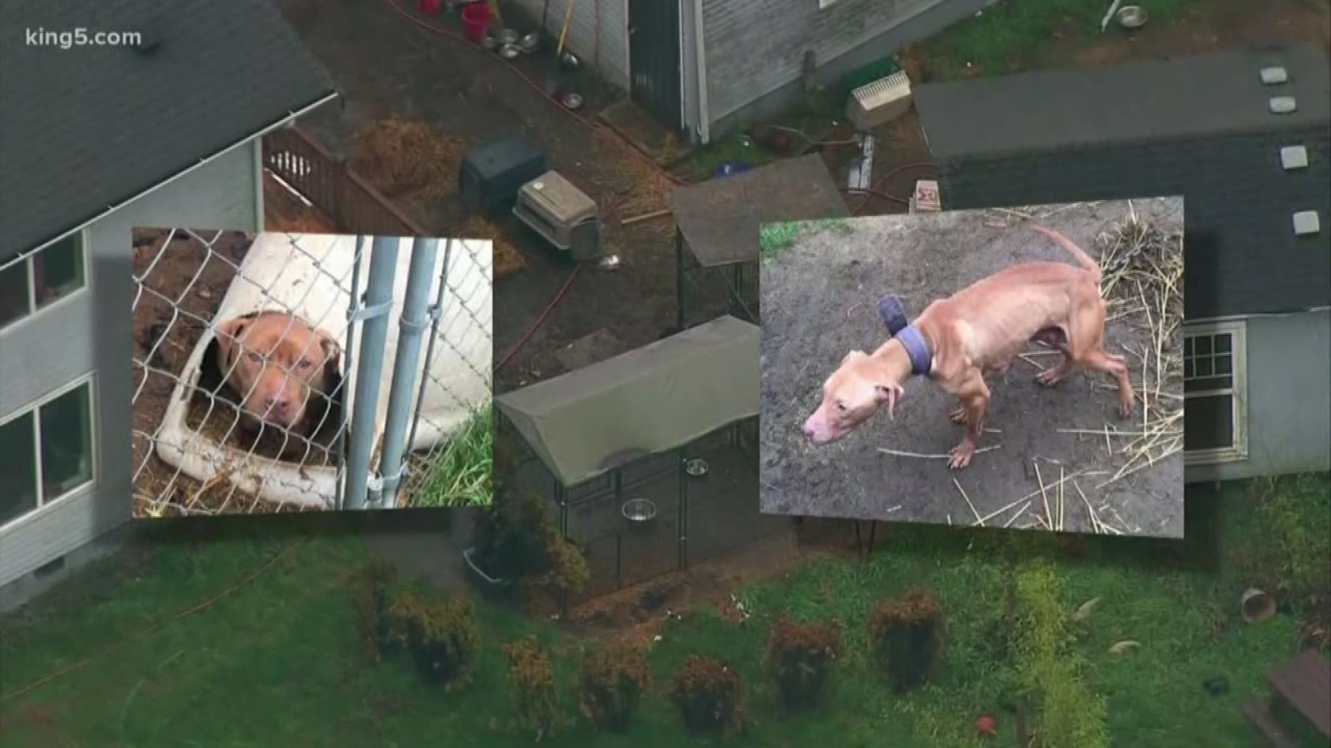 Nearly 50 dogs were rescued from a suspected dog-fighting operation in Tacoma. A 40-year-old man was booked into the Pierce County jail on animal cruelty charges.