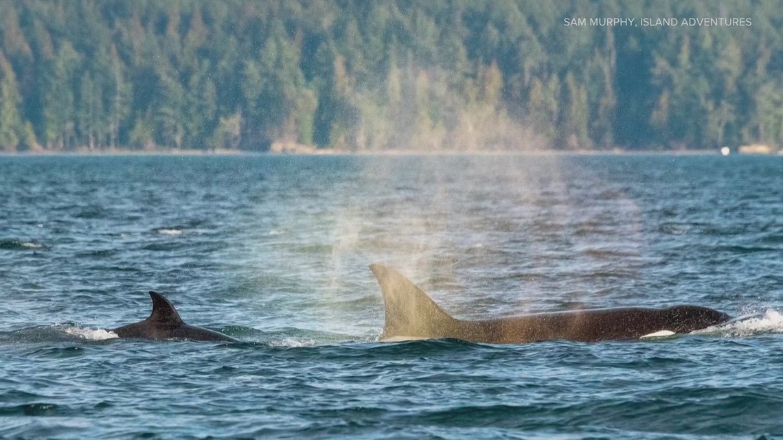 2022 was a record-breaking year for whale sightings, report says | krem.com