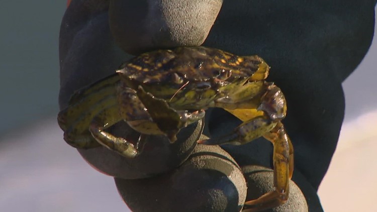 Invasive crab threatening shellfish industry, salmon found in another western Washington bay
