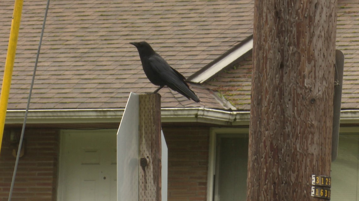 Here's the reason crows are tearing up Washington lawns
