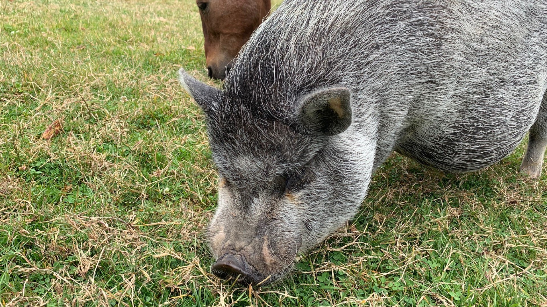 Pebble Cove Farm is a waterfront inn that invites guests to get friendly with animals and explore their organic garden.
