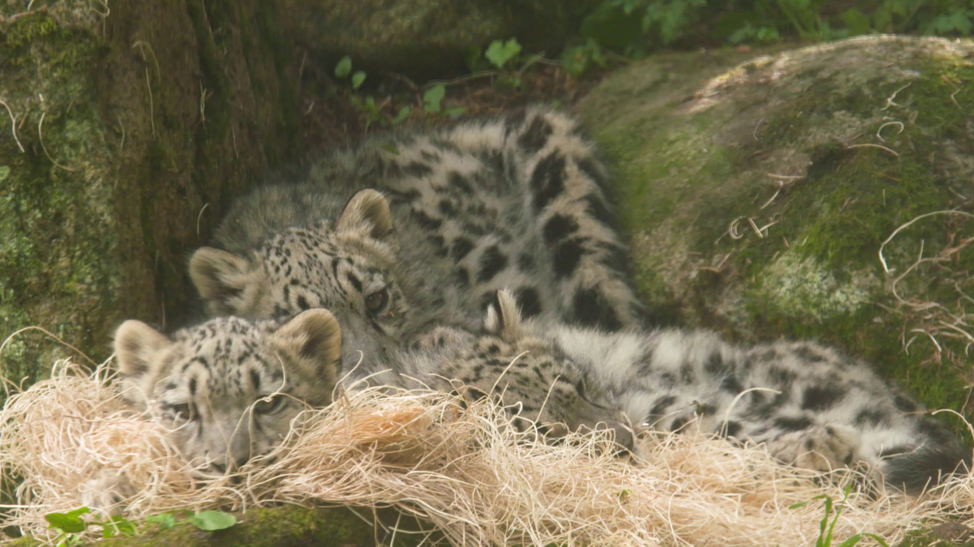 Snow leopard cubs and river otter pup are charming crowds at Seattle zoo.