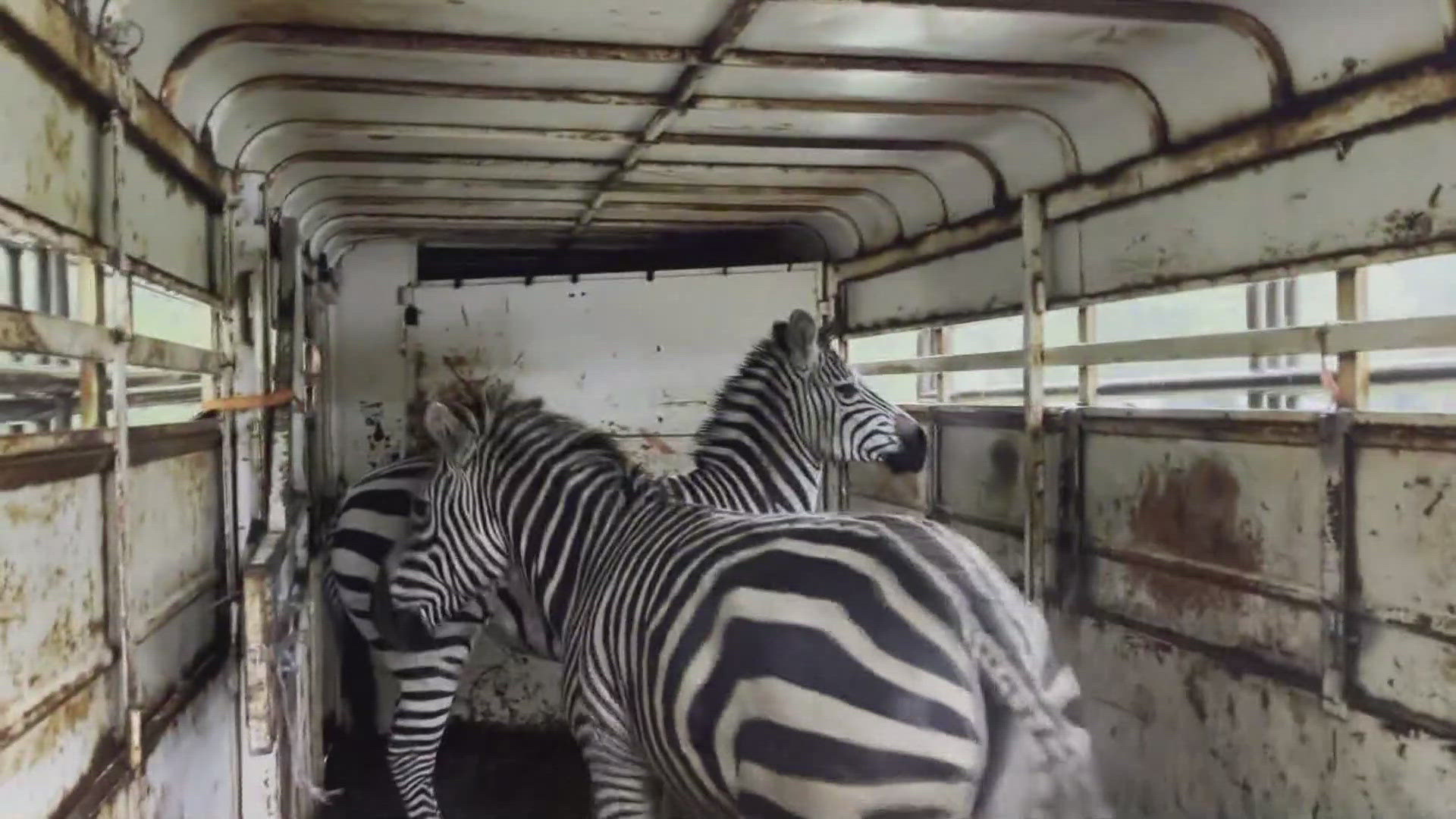 3 zebras captured, 1 loose after escaping trailer in North Bend near I ...