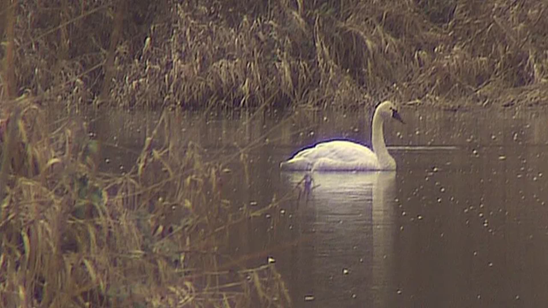 What started as a few reports of dead trumpeter swans in the Snoqualmie Valley has turned into much more.  Dozens of birds are dead and many more are terminally ill. Gary Chittim reports.