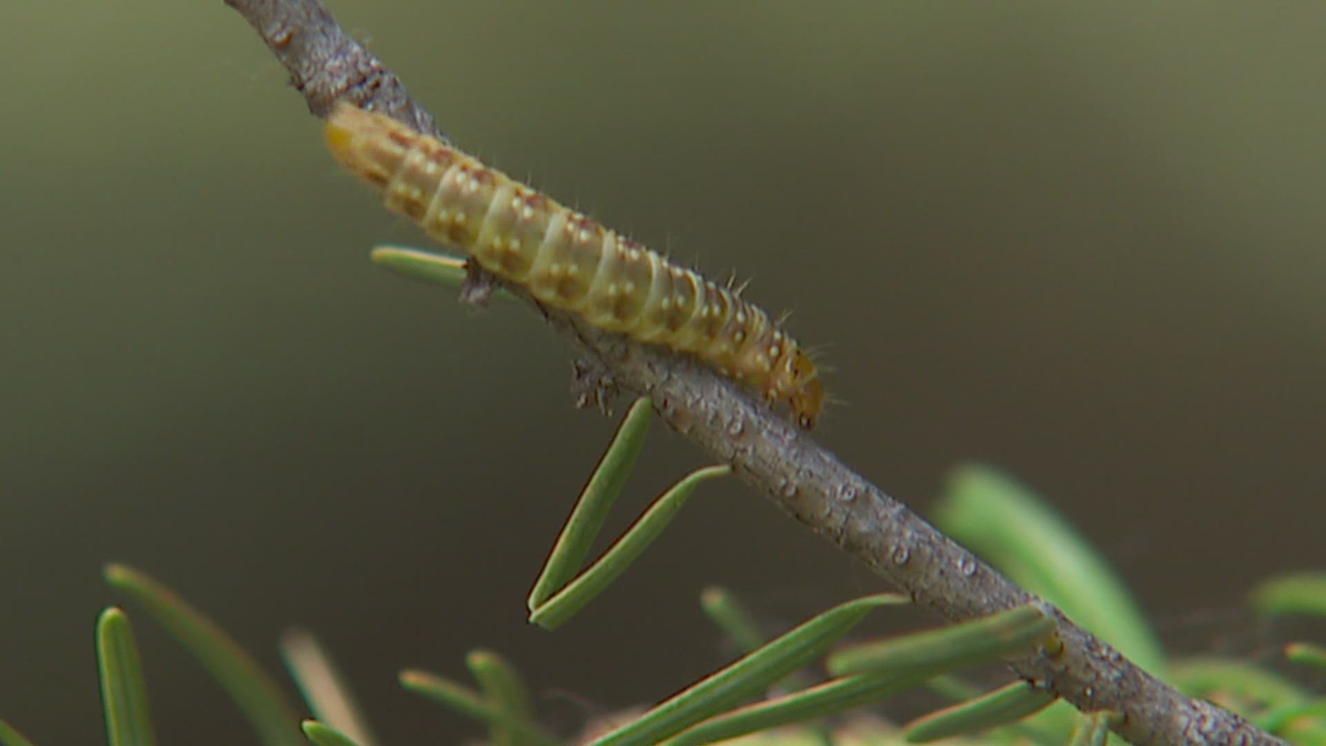 In 2019, there were 658,000 acres of sick and dying trees in Washington as a result of insects and disease.