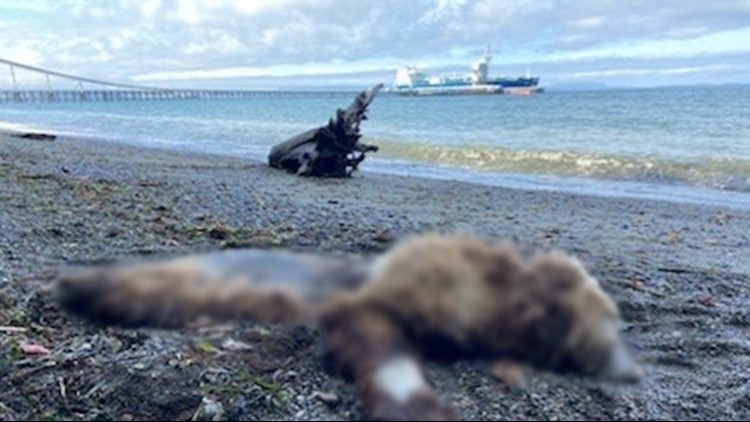 Dead grizzly bear washes ashore in Whatcom County
