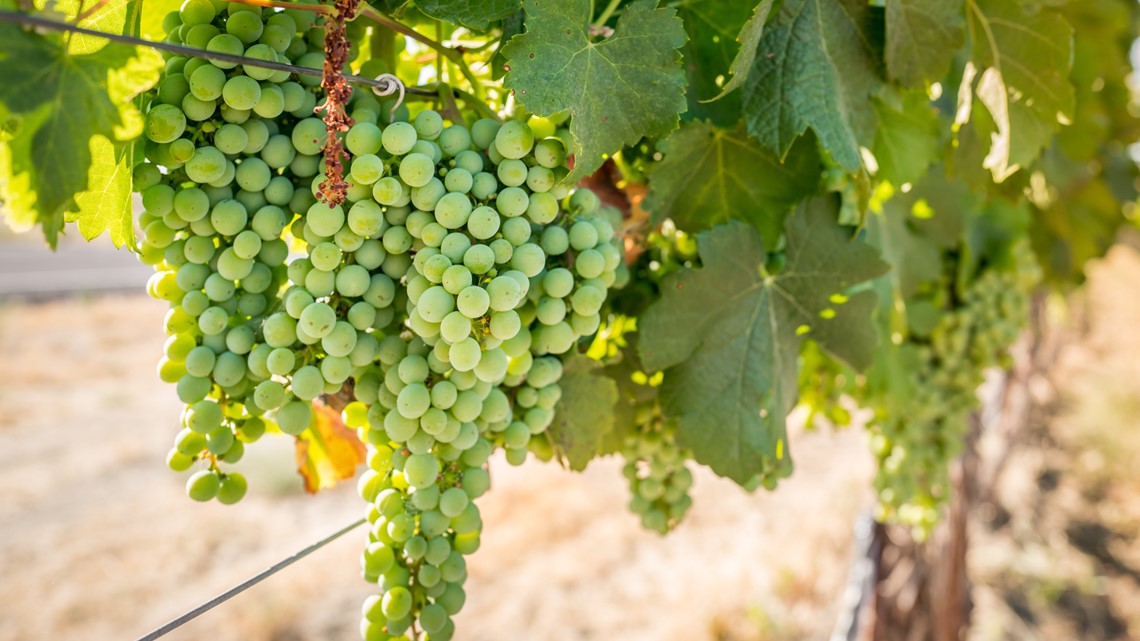 Are wine grapes the new 'apple' of Washington?