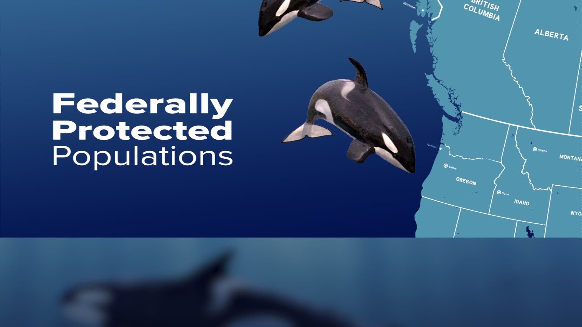 Orca population Only 73 Southern Resident killer whales left in the