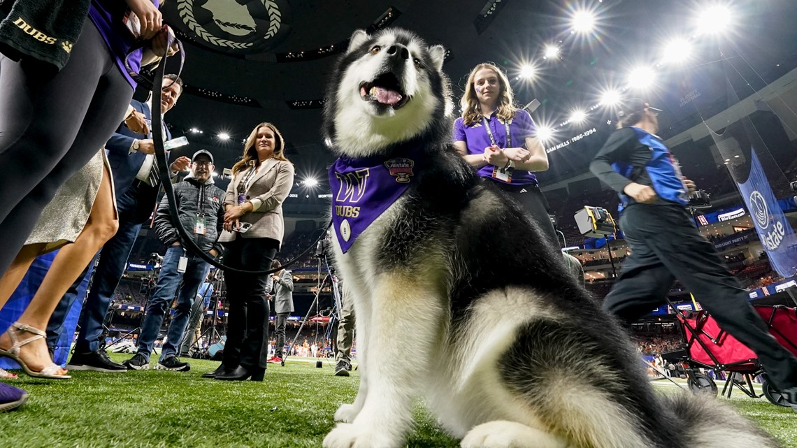 Top Dawg: Huskies keep winning on the field, Dubs II wins hearts ...