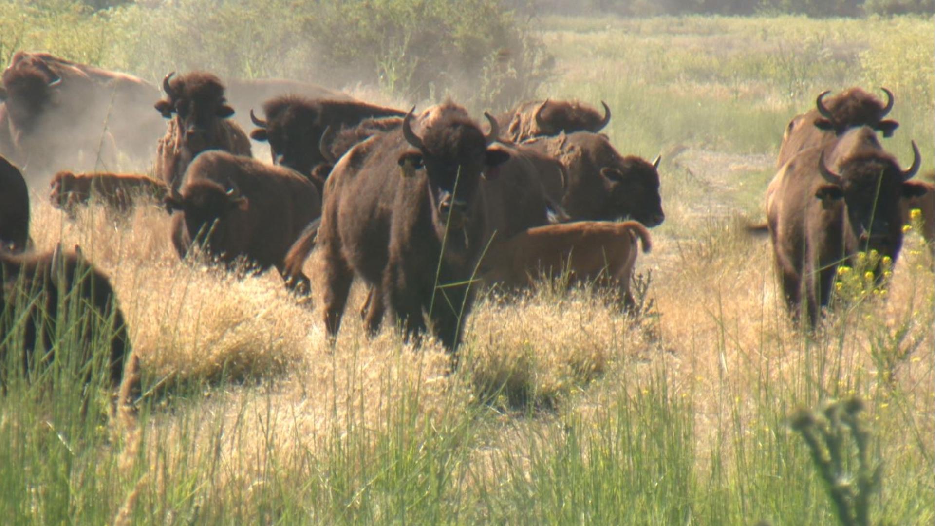 Throughout the nation the return of buffalo to tribal lands is seen as a culturally significant. For the Yakama, it also means a healthier lifestyle. #k5evening